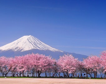 Japanese Sakura (Prunus Jamasakura) Pink Cherry Blossom 15 Tree Seeds