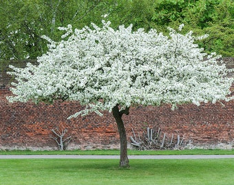 Sargent Crabapple Tree  ( Malus sargentii) 15 Seeds