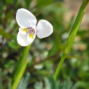 Peut inclure: Une seule fleur blanche avec un centre jaune et violet fleurit sur une tige verte. La fleur a trois pétales et est entourée de feuillage vert.