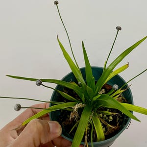 May include: A potted Eriocaulon plant featuring long, slender, bright green leaves radiating from a central base. Several thin, upright stems extend outwards, each topped with a small, spherical, textured flower head in a muted greyish-white tone.