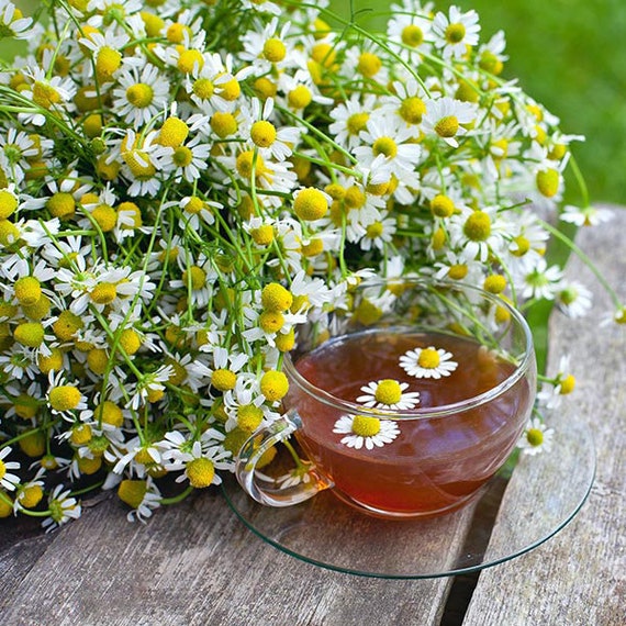 0,5 grammi di semi di fiori di camomilla per giardino o tè 