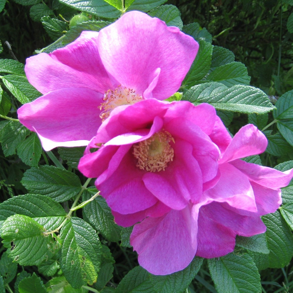 Pink Japanese Rose Rugosa Bush 20 Seeds Etsy Canada