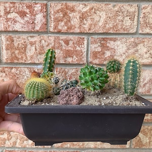 May include: A black rectangular planter with a variety of small green cacti and succulents. The planter is sitting on a brick wall.