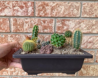 Grow Your Own Cactus Kit (Pot Included)