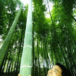 Giant Green Bamboo 25 Seeds
