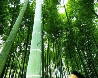 Giant Green Bamboo 25 Seeds