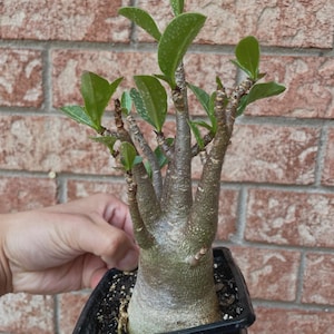 May include: A desert rose plant with a thick, bulbous, light green caudex and multiple branching stems. The plant features small, smooth, oval-shaped green leaves and is potted in a black plastic container filled with dark potting soil.