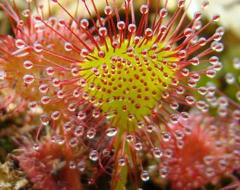 Carnivorous Sundew, Drosera Rotundifolia 6 Plant Seeds