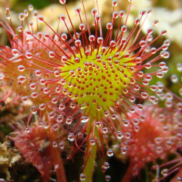 Butterwort Etsy Canada