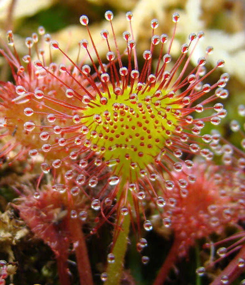 Carnivorous Sundew, Drosera Rotundifolia 6 Plant Seeds image 1