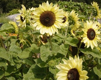 Special Light Yellow Sunflower Seeds