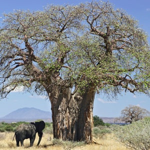 May include: A large baobab tree with a thick, textured trunk and wide-spreading branches featuring sparse green leaves stands in a dry, grassy landscape. An elephant is positioned near the base of the tree, with a distant mountain visible under a blue sky.