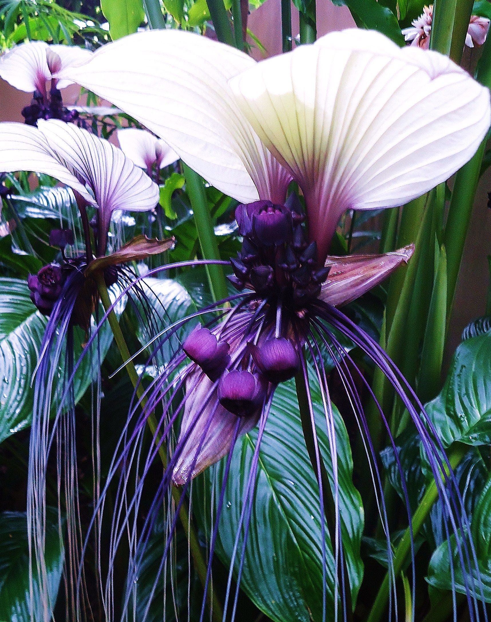 Rare Exotic White Bat Flower 15 Seeds Etsy