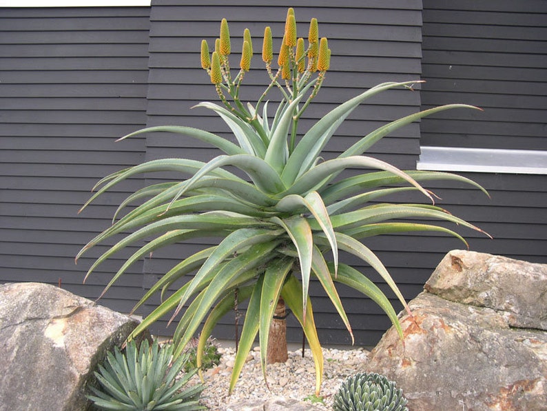 Rare Dune Aloe, Aloe thraskii 5 Seeds image 1