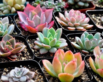 Echeveria Succulent Plant  10+ Seed Mix