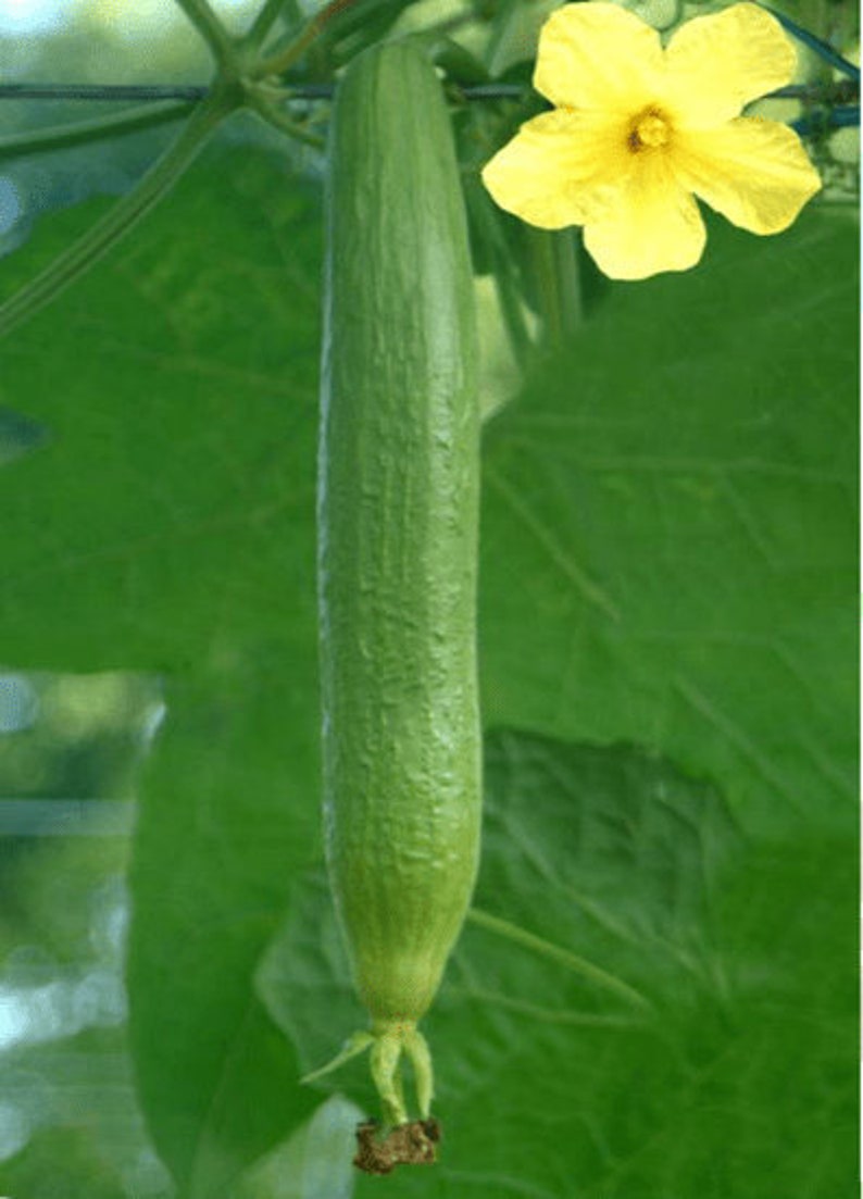 Luffa Sponge Gourd 10 Seeds Etsy