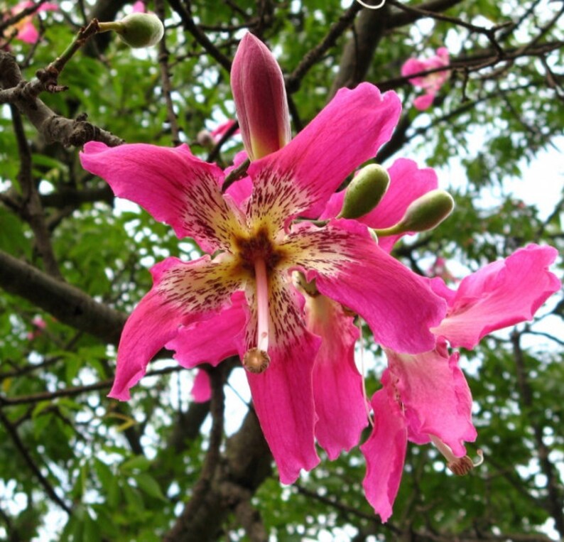 Exotic Pink Silk Floss Tree 5 Seeds Etsy