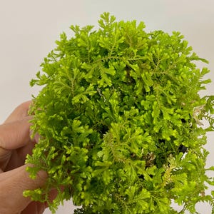 May include: A dense, vibrant lime-green Selaginella kraussiana plant, commonly known as club moss, featuring a multitude of small, delicate, fern-like fronds that create a lush, rounded, and textured appearance in a small container.