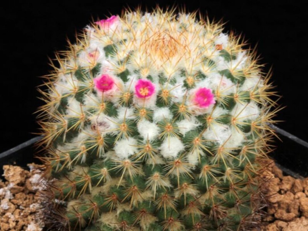 Mammillaria Columbiana 6 Cactus Seeds - Etsy Denmark