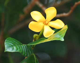 Exotic Golden Yellow Gardenia 15 Seeds