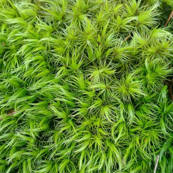 Natural Dormant Moss For Terrariums