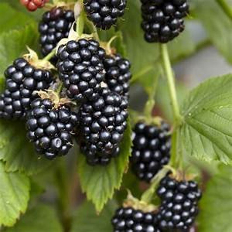 Blackberry Fruit 8 Semillas de Plantas imagen 1