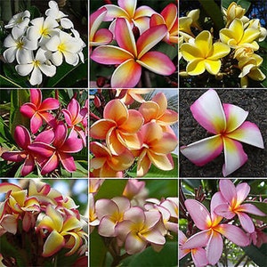 Könnte beinhalten: Neun verschiedene Sorten von Frangipani-Blüten. Die Blüten sind in verschiedenen Schattierungen von Rosa, Gelb und Weiß. Die Blüten haben fünf Blütenblätter und eine gelbe Mitte.