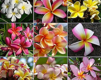 Flower of Hawaii 15 Seeds