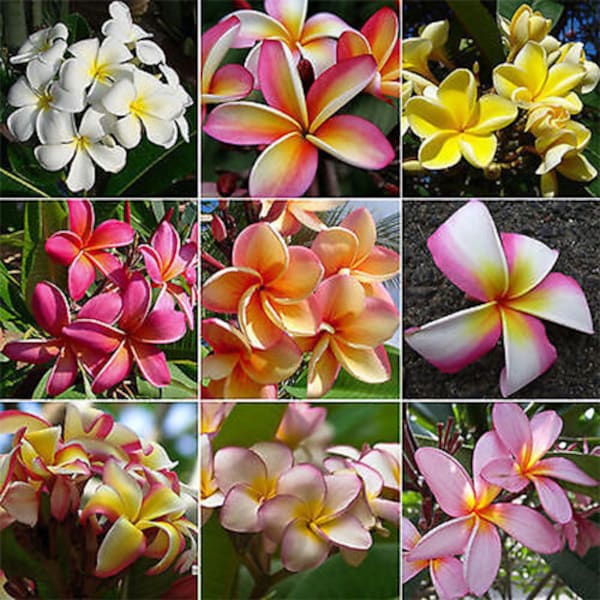 Flower of Hawaii 15 Seeds