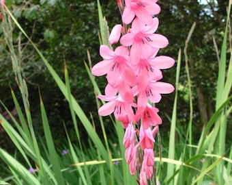 Bugle Lily Watsonia knysnana 5 seeds