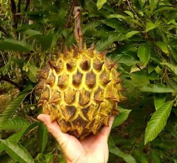 Exotic Tropical Fruit Wild Sugar Apple 5 Seeds