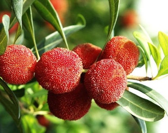 Bayberry Fruit 20 Seeds