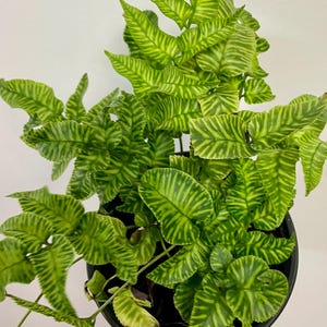 Peut inclure: Une fougère Pteris ensiformis 'Evergemiensis' présentant des frondes panachées avec des centres vert citron vif et des bords vert foncé, placée dans un petit pot en plastique noir. Le feuillage affiche un motif rayé distinct sur chaque feuille.