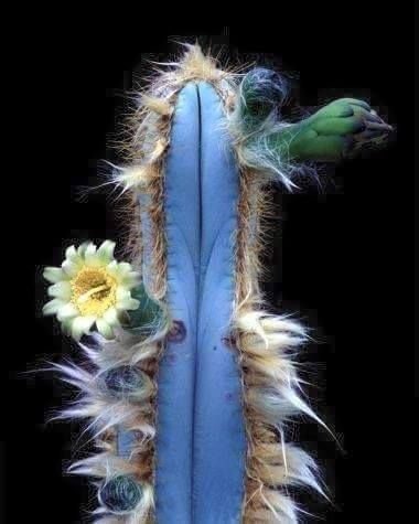 Blue Torch Cactus Pilosocereus Azureus 10 Seeds