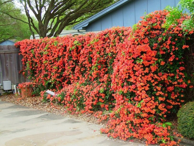 Trumpet Vine 15 Seeds Etsy Canada