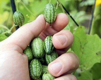 Edible Mini Watermelon-like Fruit (Cucamelon) 15 Seeds