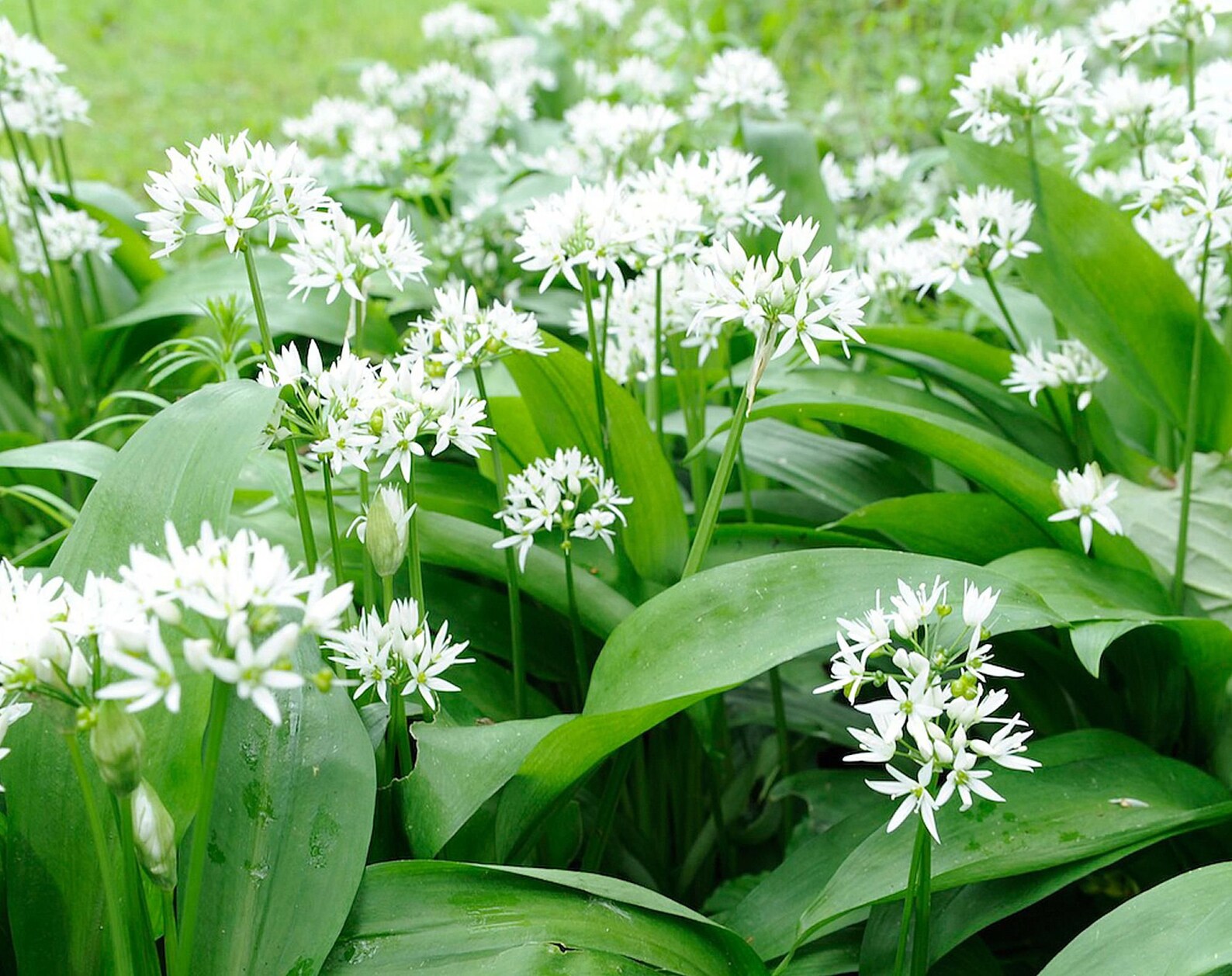 Edible Wild White Garlic Plant 50 Seeds Etsy