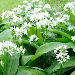 Edible Wild White Garlic Plant 50 Seeds