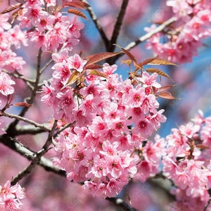 Peut inclure: Gros plan sur une branche de cerisier en fleurs roses. Les fleurs sont délicates et ont une couleur rose pastel douce. Les branches sont fines et délicates, et les feuilles sont d'un vert profond.