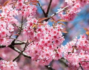 Wild Himalayan Cherry 5 Tree Seeds