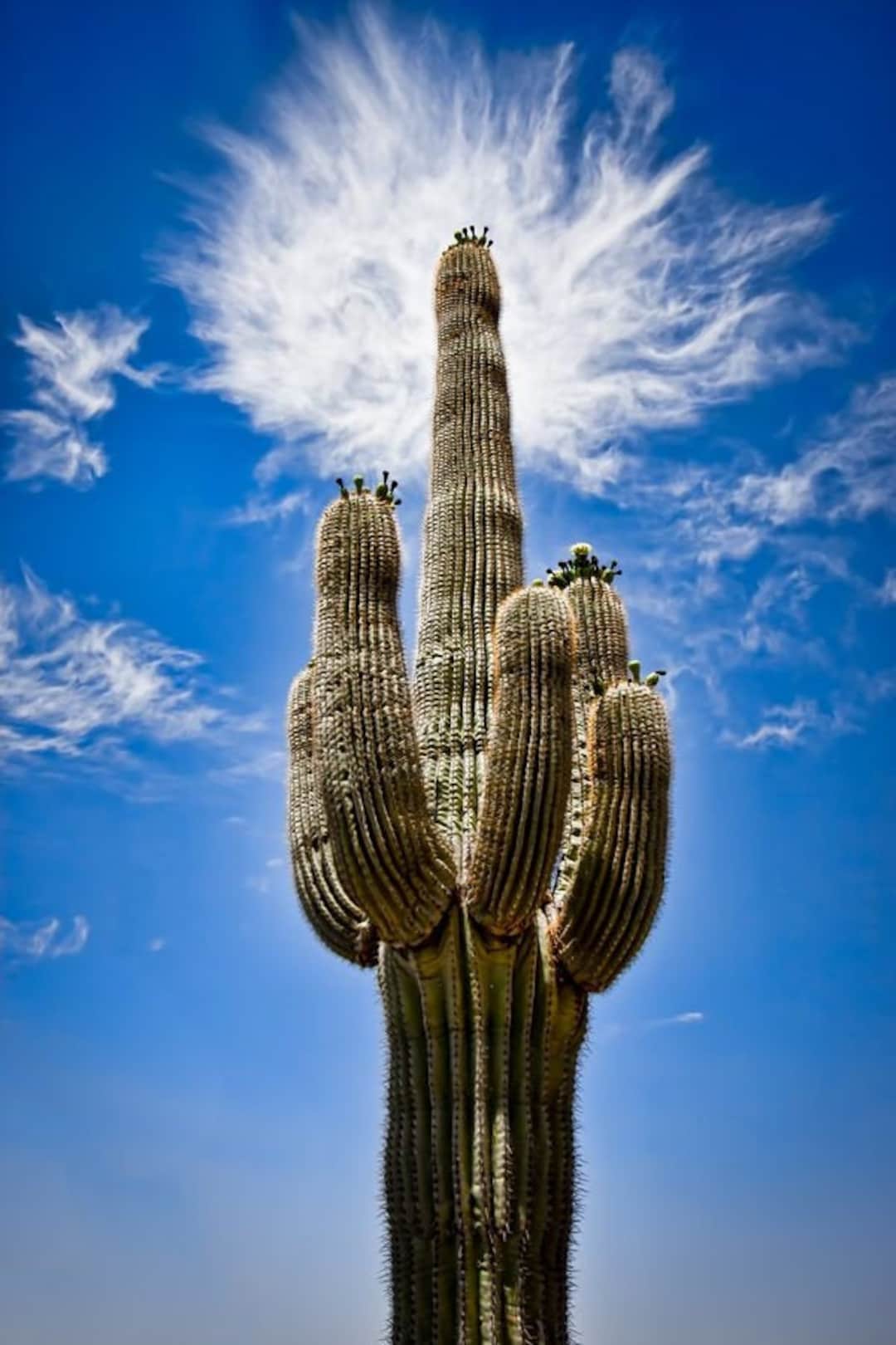 World's Largest Giant Saguaros Cactus 15 Seeds - Etsy Canada