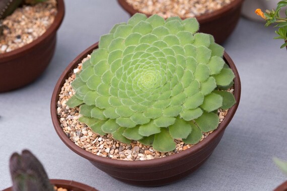 Rare Succulent Dinner Plate Aeonium 10 Plant Seeds Etsy Singapore