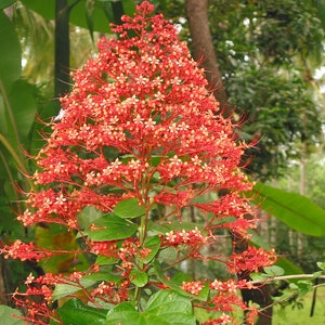 Exotic Chandalier Flower 15 Seeds