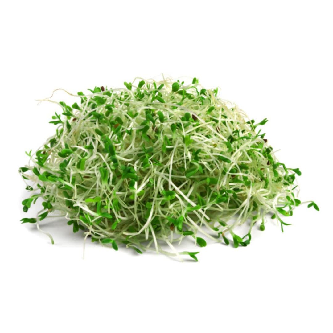 Alfafa 10 Grams of Seeds - Etsy Canada