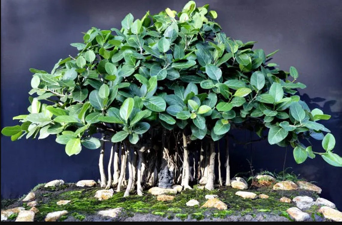 Grow Your Own Banyan Tree Bonsai Kit Pot inbegrepen Etsy