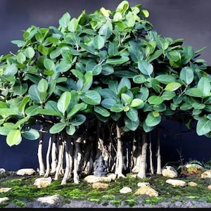 May include: A bonsai tree with a thick, green canopy and a network of exposed roots. The tree is potted in a shallow container with moss and small stones.