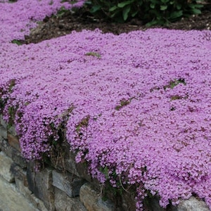 Creeping Thyme Seeds For Groundcover 0.2g Seeds