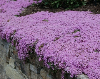 Creeping Thyme Seeds For Groundcover 0.2g Seeds