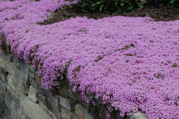 5000 Creeping Thyme Seeds For Groundcover