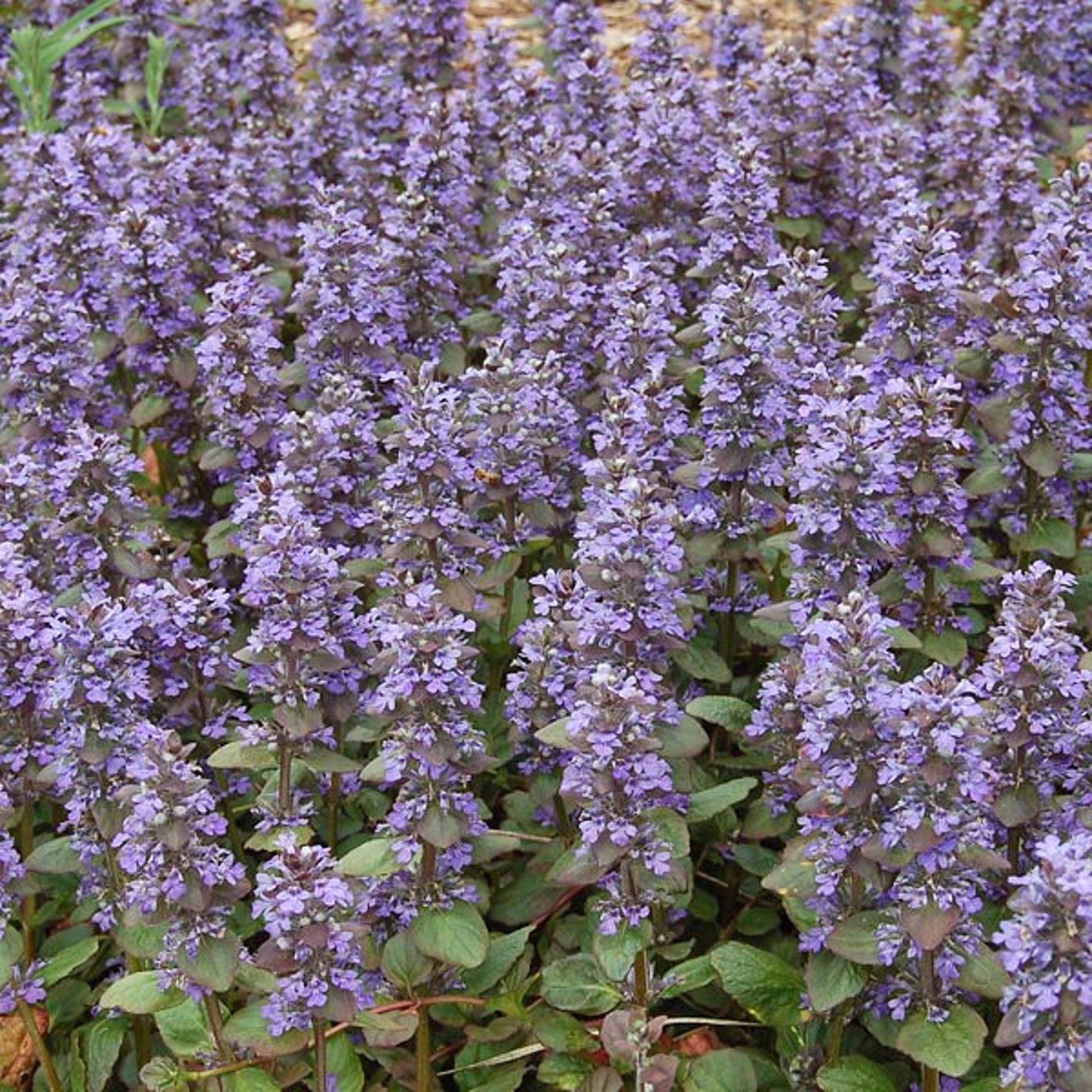 Beautiful Ground Cover Bugleweed Ajuga Flowering 0.1g Etsy